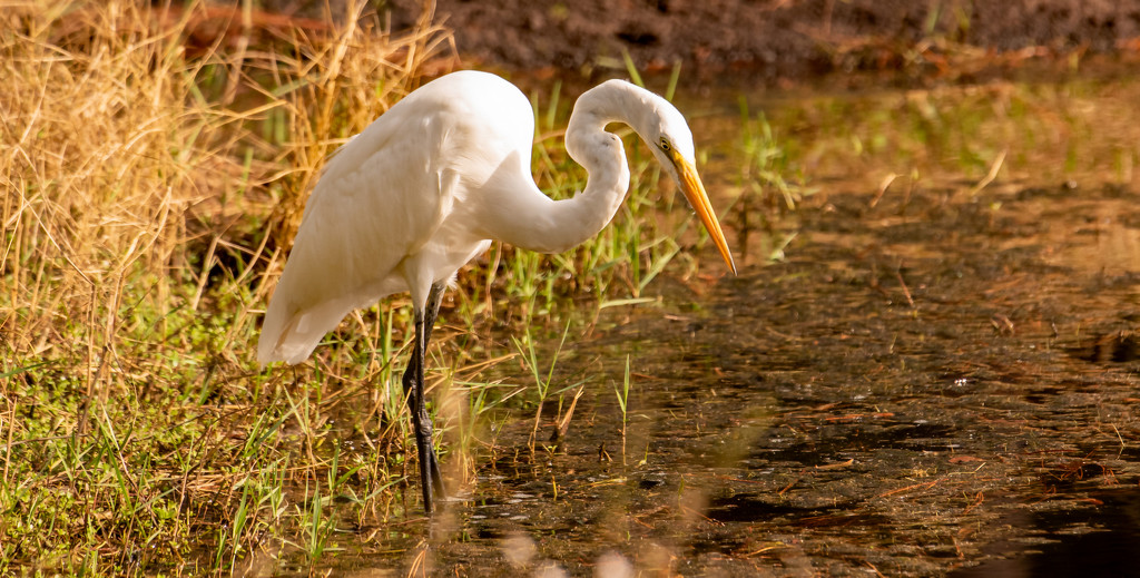 Egret On the Prowl! by rickster549