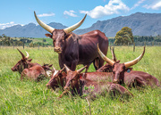 30th Nov 2020 - Ankole cattle bulls