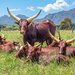 Ankole cattle bulls by ludwigsdiana