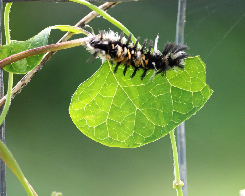 September 14: Milkweed Tussock Moth by daisymiller