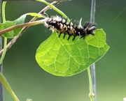 14th Sep 2020 - September 14: Milkweed Tussock Moth