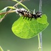 September 14: Milkweed Tussock Moth by daisymiller