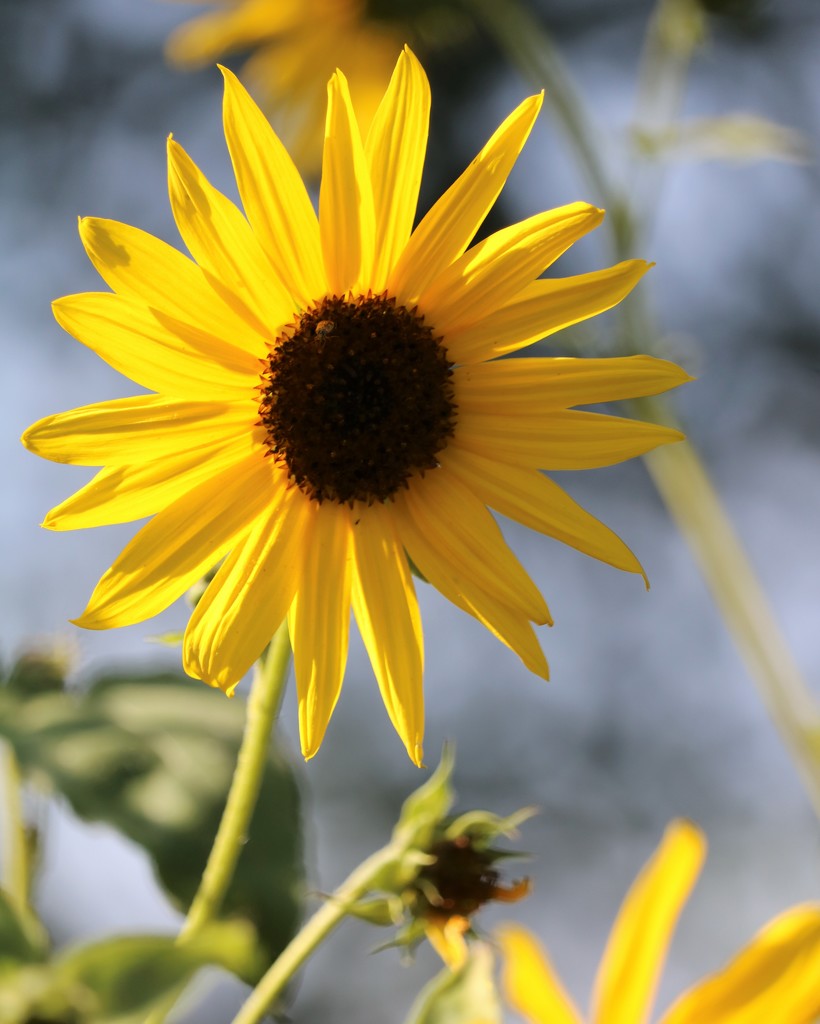 September 15: Sunflower by daisymiller