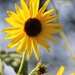 September 15: Sunflower by daisymiller
