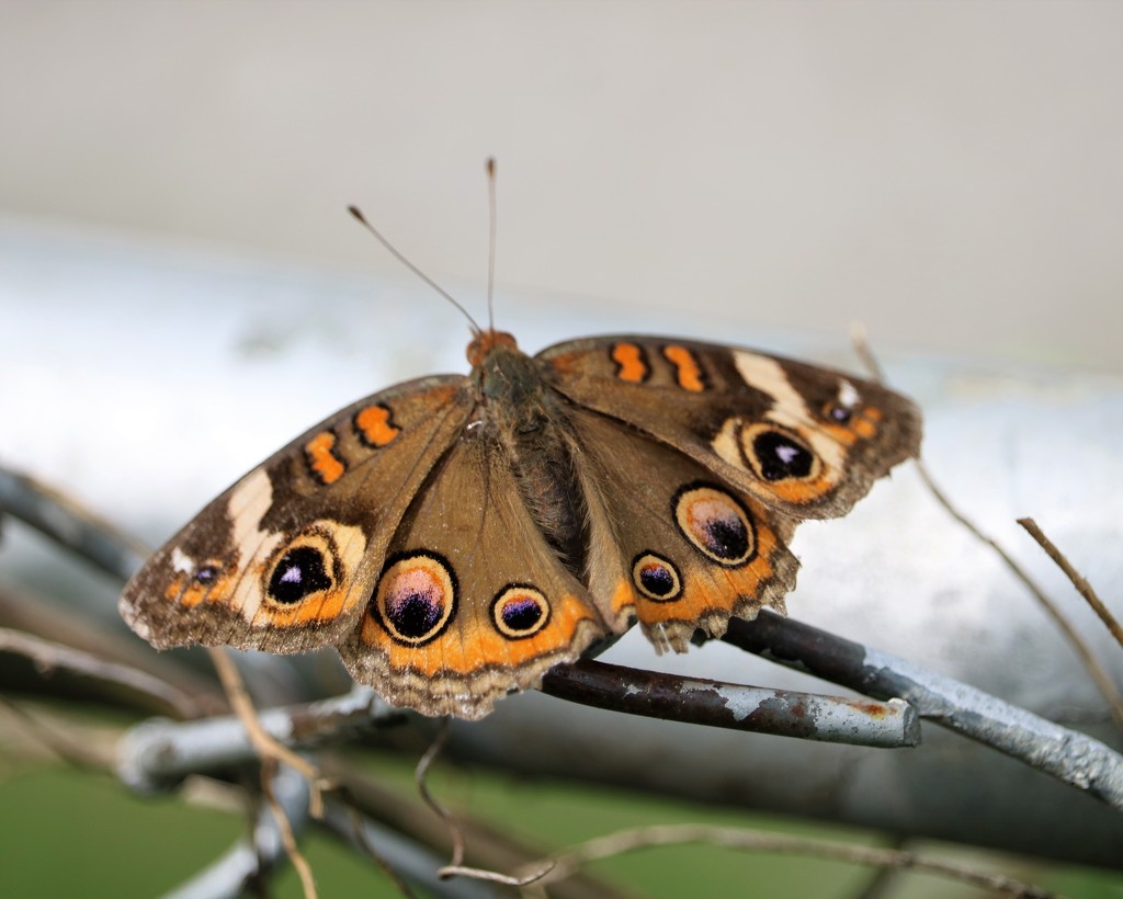 September 16: Buckeye Butterfly by daisymiller