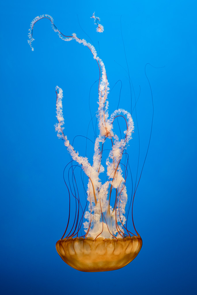 jellyfish by jackies365