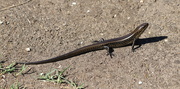 30th Nov 2020 - Drop tail lizard