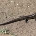 Drop tail lizard by gilbertwood