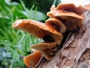 30th Nov 2020 - Another interesting fungi