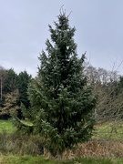 30th Nov 2020 - Oh Christmas Tree