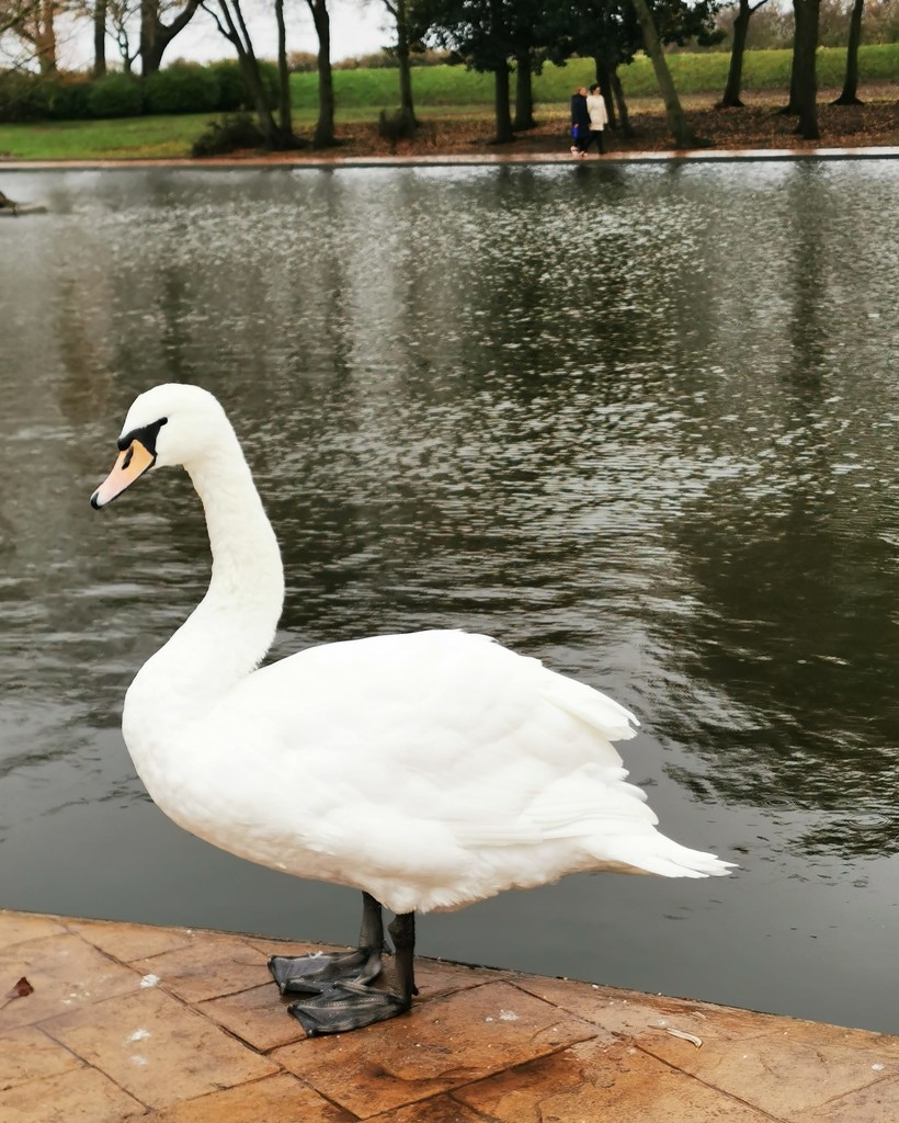 Swan  by plainjaneandnononsense