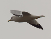 30th Nov 2020 - Ring-billed gull in flight