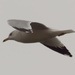 Ring-billed gull in flight by rminer