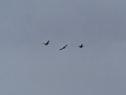 30th Nov 2020 - Canada geese 