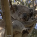 snugglepie by koalagardens
