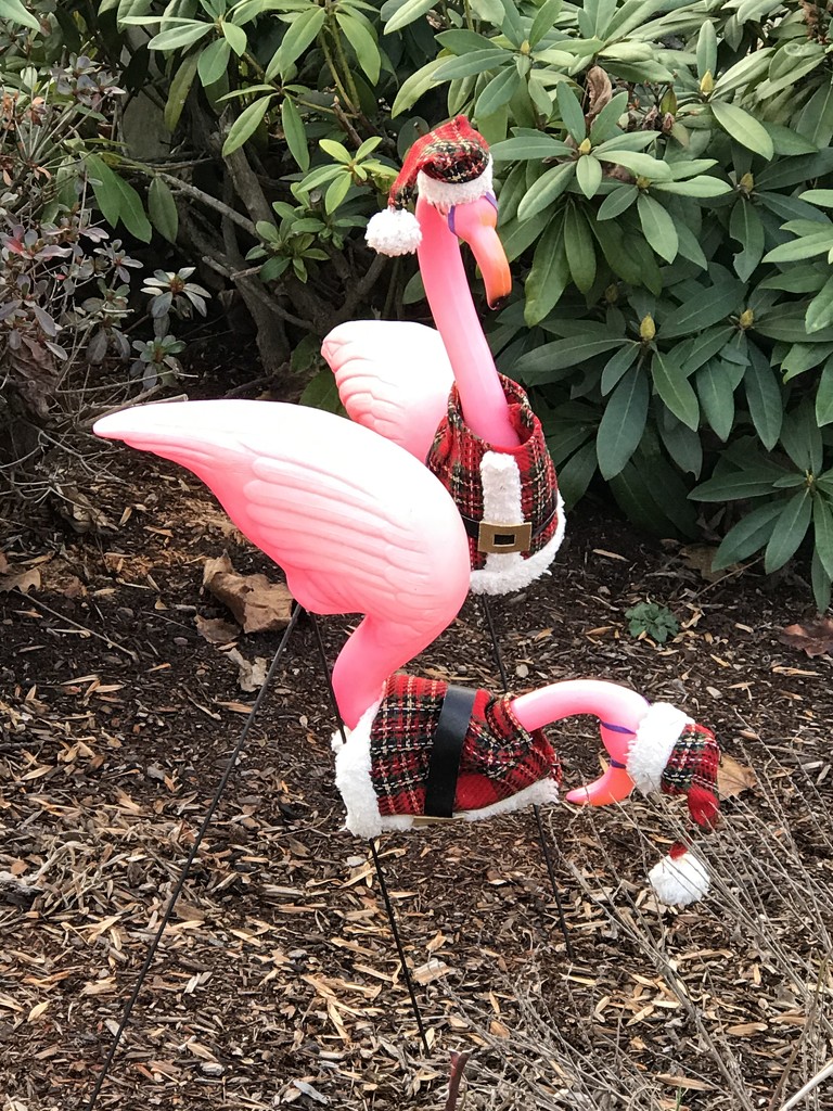 Christmas flamingos by mjmaven