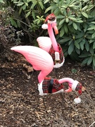 30th Nov 2020 - Christmas flamingos
