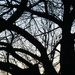 Dusk through the tree by larrysphotos