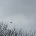 Bird Flying in Sky by sfeldphotos