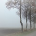grey and misty by gijsje