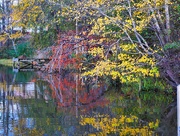 30th Nov 2020 - 11-30-20 Lake color leaves