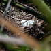 Cattle egret nest and eggs by sugarmuser