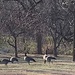 1130geese by diane5812