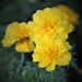 September 19: Marigolds by daisymiller
