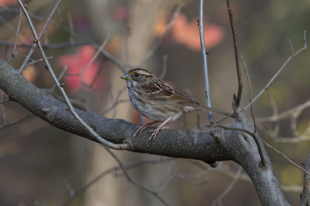 White-Throated Sparrow by timerskine