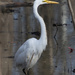 Great Egret by timerskine