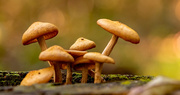 30th Nov 2020 - More Fungi!