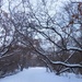 Winter Wonderland  by bkbinthecity