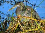 1st Dec 2020 - Shoreline Blue Heron