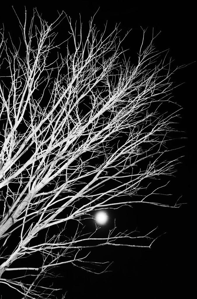Torch lit tree and a fuzzy moon.  by johnfalconer