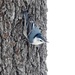 White-breasted Nuthatch by sunnygreenwood