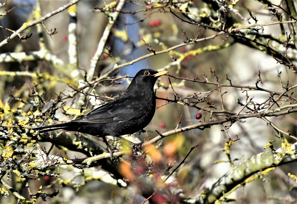 Lovely blackbird by rosiekind