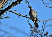 1st Dec 2020 - Woody woodpigeon