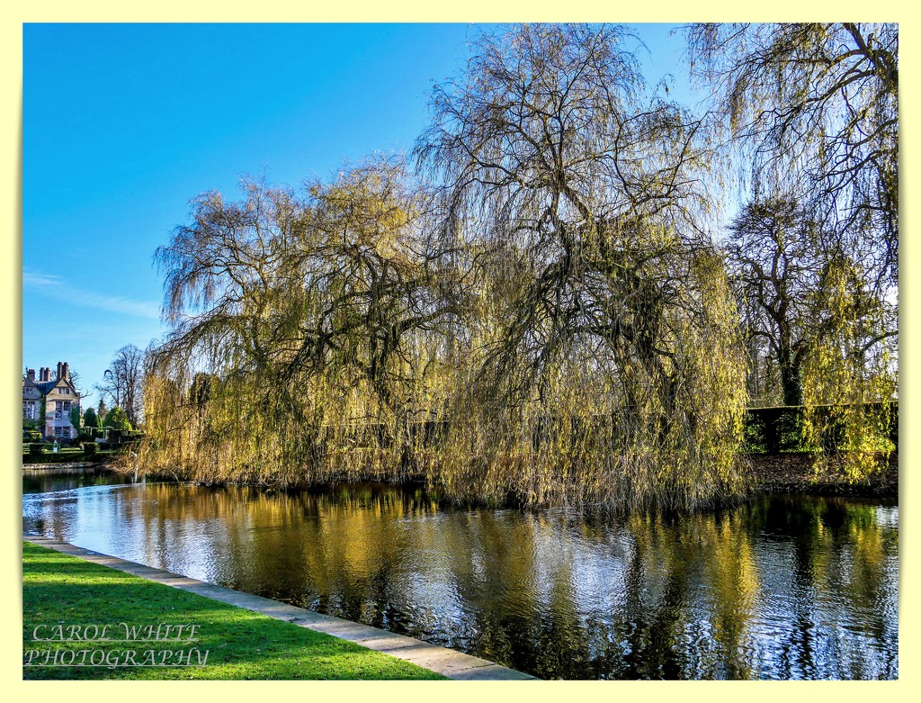 Weeping Willows And Reflections by carolmw