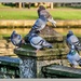 Chilly Pigeons by carolmw