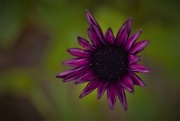 1st Dec 2020 - purple flower