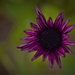 purple flower by christophercox