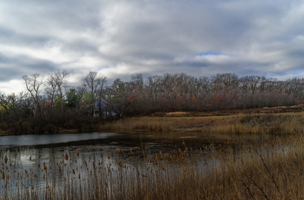 pond and reeds by rminer