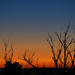 Bare tree against the sunrise by monicac