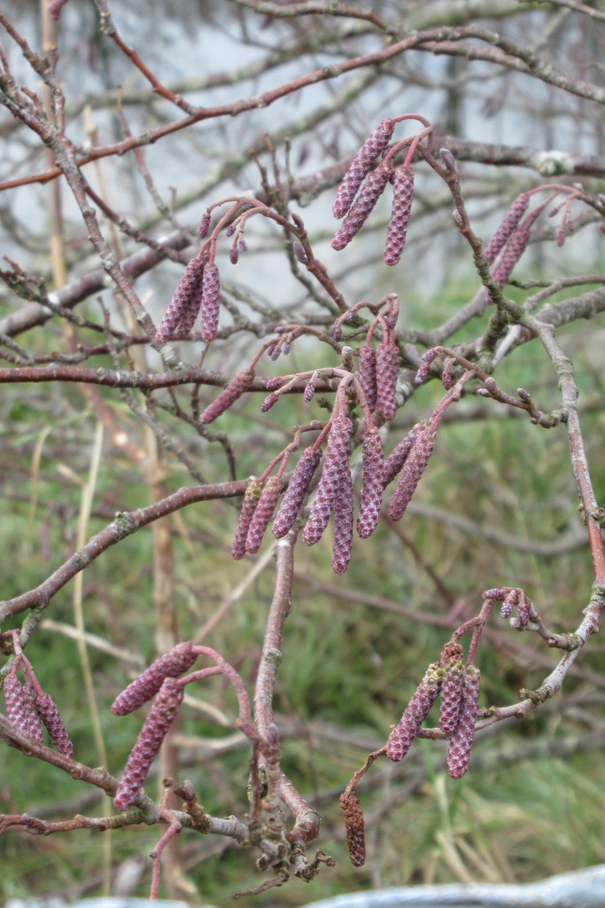 colourful catkins by anniesue