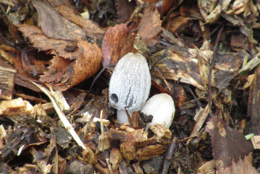 little mushrooms by anniesue