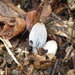 little mushrooms by anniesue