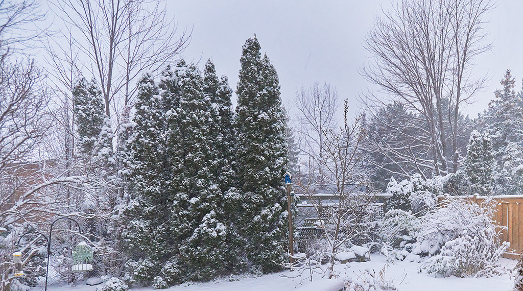 Snowy Morning by gardencat