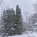 Snowy Morning by gardencat