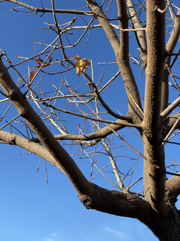 Last leaves of 2020 by shutterbug49