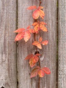 2nd Dec 2020 - Virginia creeper dressed for fall...
